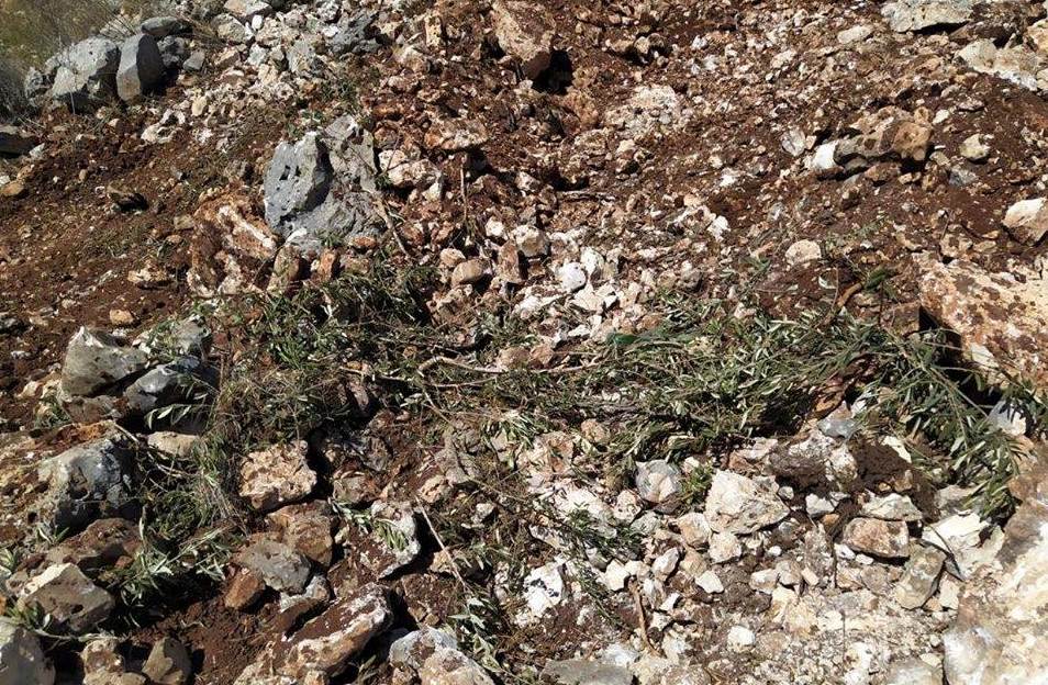 olivos-arrancados-cisjordania